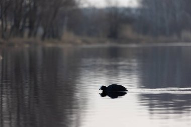 Bahar gölünde yüzen güzel siyah ördek. Su kuşlu doğal manzara..