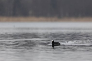 Bahar gölünde yüzen güzel siyah ördek. Su kuşlu doğal manzara..
