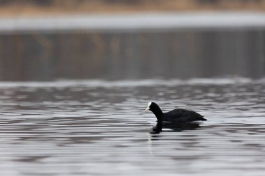 Bahar gölünde yüzen güzel siyah ördek. Su kuşlu doğal manzara..