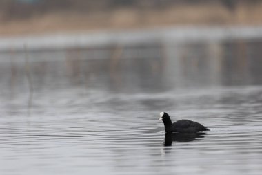 Bahar gölünde yüzen güzel siyah ördek. Su kuşlu doğal manzara..