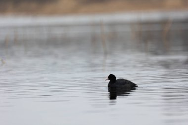 Bahar gölünde yüzen güzel siyah ördek. Su kuşlu doğal manzara..