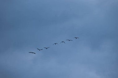 Yaz sonunda sabah gökyüzünde uçan güzel yetişkin turnalar. Letonya 'nın kırsal manzarası, Kuzey Avrupa.