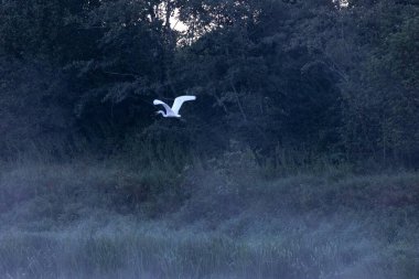 Yazın orman göletinin yanında güzel beyaz balıkçıl. Letonya, Kuzey Avrupa 'da yerel kuşlarla kırsal manzara.