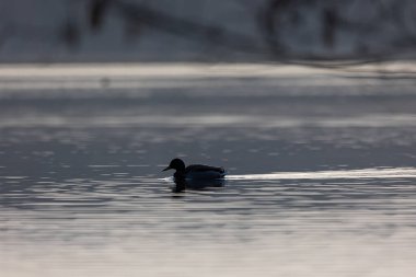 Güzel bir yetişkin erkek yaban ördeği baharda gölde yüzüyor. Letonya, Kuzey Avrupa 'da doğal mevsimlik manzara.