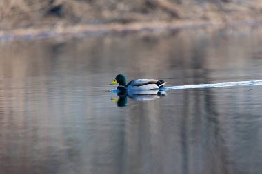 Güzel bir yetişkin erkek yaban ördeği baharda gölde yüzüyor. Letonya, Kuzey Avrupa 'da doğal mevsimlik manzara.