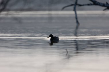 Güzel bir yetişkin erkek yaban ördeği baharda gölde yüzüyor. Letonya, Kuzey Avrupa 'da doğal mevsimlik manzara.