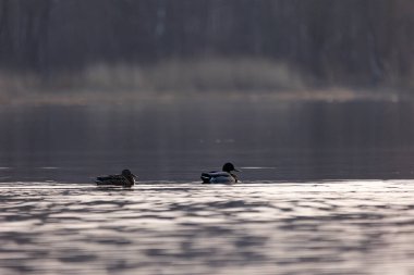 Güzel erkek ve dişi yaban ördekleri bahar gölünde. Letonya 'nın doğal mevsimsel manzarası, Kuzey Avrupa.