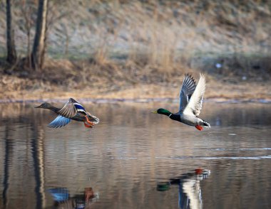 Güzel erkek ve dişi yaban ördekleri bahar gölünde. Letonya 'nın doğal mevsimsel manzarası, Kuzey Avrupa.