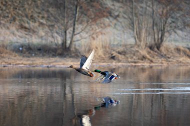 Güzel erkek ve dişi yaban ördekleri bahar gölünde. Letonya 'nın doğal mevsimsel manzarası, Kuzey Avrupa.