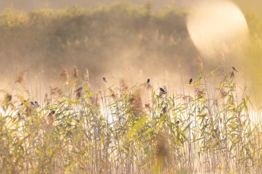 Yazın sisli gündoğumunda gölün kenarındaki sazlıklarda dinlenen güzel kırlangıç sürüsü. Letonya 'nın doğal manzarası, Kuzey Avrupa.