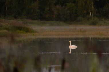 Yaz boyunca orman gölünde yüzen güzel beyaz dilsiz bir kuğu. Letonya kırsalının Ağustos manzarası.