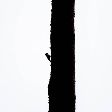 Çam ağacında güzel bir ağaçkakan. Gökyüzüne karşı siluet. Letonya 'nın sonbahar manzarası, Kuzey Avrupa.