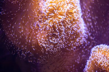 Almanya 'daki akvaryumda güzel deniz şakayıkları yetişiyor. Su altı manzarası.