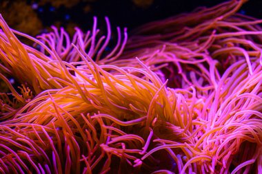 Almanya 'daki akvaryumda güzel deniz şakayıkları yetişiyor. Su altı manzarası.