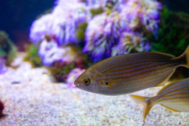 Akvaryumdaki balıklı su altı manzarası çok güzel. Tropik sualtı yaşamı.