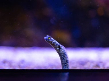 Akvaryumdaki balıklı su altı manzarası çok güzel. Tropik sualtı yaşamı.