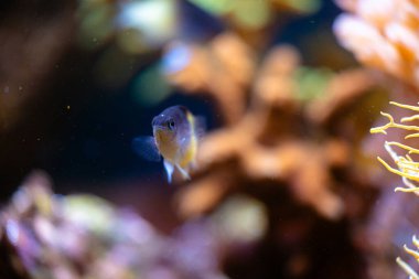 Akvaryumdaki balıklı su altı manzarası çok güzel. Tropik sualtı yaşamı.