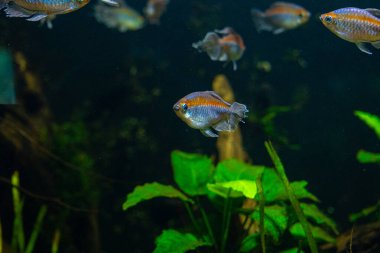 Akvaryumdaki balıklı su altı manzarası çok güzel. Tropik sualtı yaşamı.