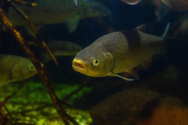 Akvaryumdaki balıklı su altı manzarası çok güzel. Tropik sualtı yaşamı.