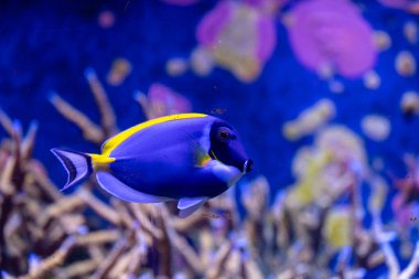 Akvaryumdaki mavi balıklı su altı manzarası çok güzel. Tropik sualtı yaşamı.