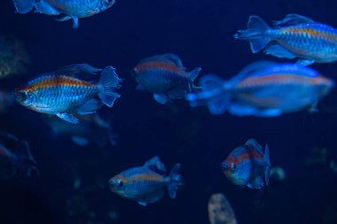 Akvaryumdaki mavi balıklı su altı manzarası çok güzel. Tropik sualtı yaşamı.