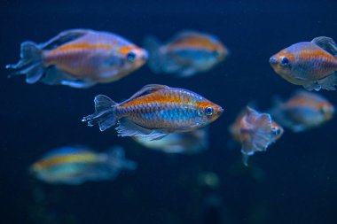 Akvaryumdaki mavi balıklı su altı manzarası çok güzel. Tropik sualtı yaşamı.