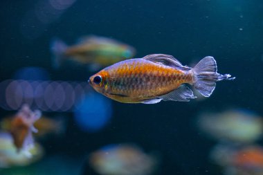 Akvaryumdaki mavi balıklı su altı manzarası çok güzel. Tropik sualtı yaşamı.