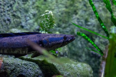 Akvaryumdaki mavi balıklı su altı manzarası çok güzel. Tropik sualtı yaşamı.