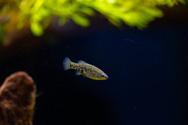 Akvaryumdaki yeşil balıklı güzel su altı manzarası. Tropik sualtı yaşamı.