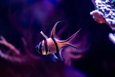 Akvaryumdaki pembe balıklı güzel su altı manzarası. Tropik sualtı yaşamı.