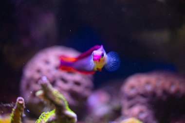 Akvaryumdaki pembe balıklı güzel su altı manzarası. Tropik sualtı yaşamı.