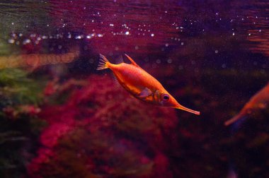 Akvaryumdaki pembe balıklı güzel su altı manzarası. Tropik sualtı yaşamı.