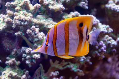 Akvaryumdaki sarı balıklı su altı manzarası çok güzel. Tropik sualtı yaşamı.