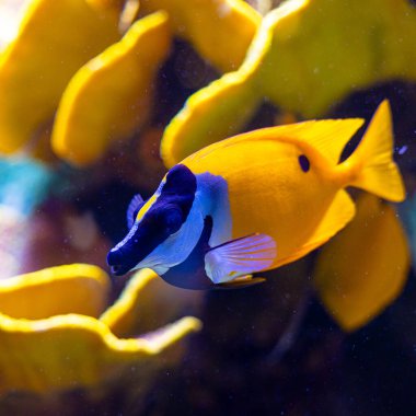 Akvaryumdaki sarı balıklı su altı manzarası çok güzel. Tropik sualtı yaşamı.