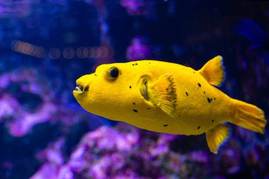 Akvaryumdaki sarı balıklı su altı manzarası çok güzel. Tropik sualtı yaşamı.
