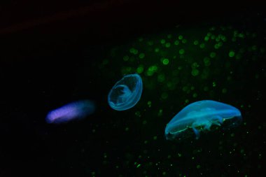 Güzel, şeffaf denizanası yeşil ışıkta suda yüzüyor. Akvaryumdaki sualtı manzarası.