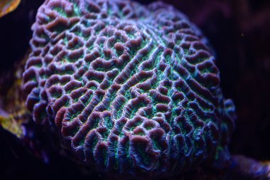 Almanya, Düsseldorf 'taki akvaryumda çok güzel bir sualtı sahnesi. Tropikal manzara.