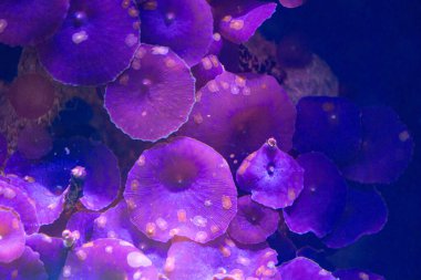 Almanya, Düsseldorf 'taki akvaryumda çok güzel bir sualtı sahnesi. Tropikal manzara.