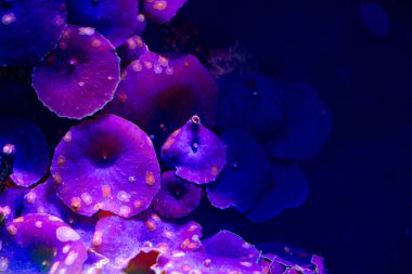 Almanya, Düsseldorf 'taki akvaryumda çok güzel bir sualtı sahnesi. Tropikal manzara.