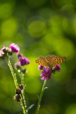 Devedikeni çiçeğiyle beslenen güzel turuncu kelebek. Letonya, Kuzey Avrupa 'daki ormanın yakınındaki çayırlarda yaz manzarası.