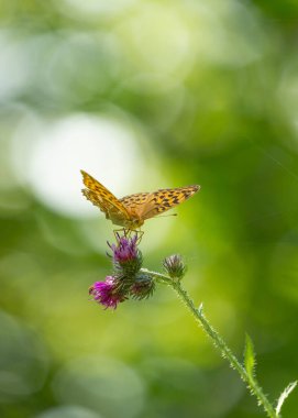 Devedikeni çiçeğiyle beslenen güzel turuncu kelebek. Letonya, Kuzey Avrupa 'daki ormanın yakınındaki çayırlarda yaz manzarası.