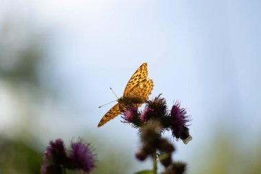 Devedikeni çiçeğiyle beslenen güzel turuncu kelebek. Letonya, Kuzey Avrupa 'daki ormanın yakınındaki çayırlarda yaz manzarası.