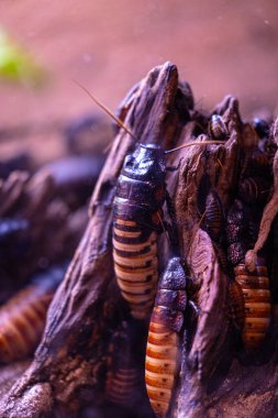 Akvaryumdaki egzotik tropikal böcekler. Düsseldorf, Almanya.