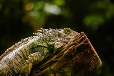 Teraryumdaki ağaçta dinlenen güzel yeşil bir iguana. Düsseldorf, Almanya 'da Aquazoo' da egzotik manzara.