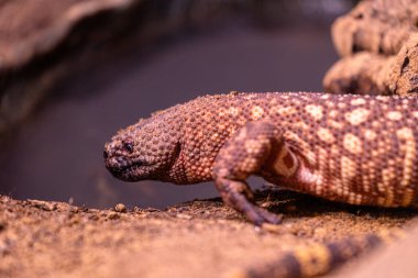 Teraryumda yaşayan güzel, kahverengi bir kertenkele. Düsseldorf, Almanya 'da egzotik bir manzara.