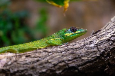 Teraryumdaki orman ağacı dalında oturan güzel yeşil bir kertenkele. Aquazoo un Dusseldorf, Almanya 'da egzotik bir sahne.