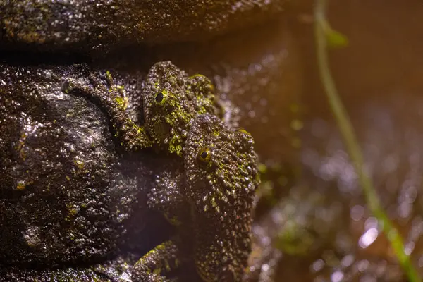 stock image Beautiful exotic frog living in a terrarium. Aquarium scenery in Dusseldorf, Germany.