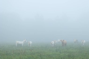 Yaz sabahı sisli çayırlarda otlayan güzel inekler. Letonya 'nın kırsal manzarası, Kuzey Avrupa.