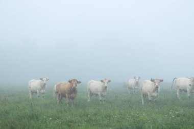 Yaz sabahı sisli çayırlarda otlayan güzel inekler. Letonya 'nın kırsal manzarası, Kuzey Avrupa.