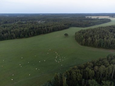 Çayırda otlayan ineklerin olduğu güzel bir yaz sabahı manzarası. Letonya, Kuzey Avrupa 'da sığırlı kırsal alan.